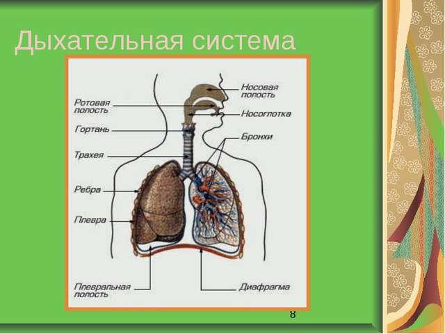 Дыхательная система человека проект