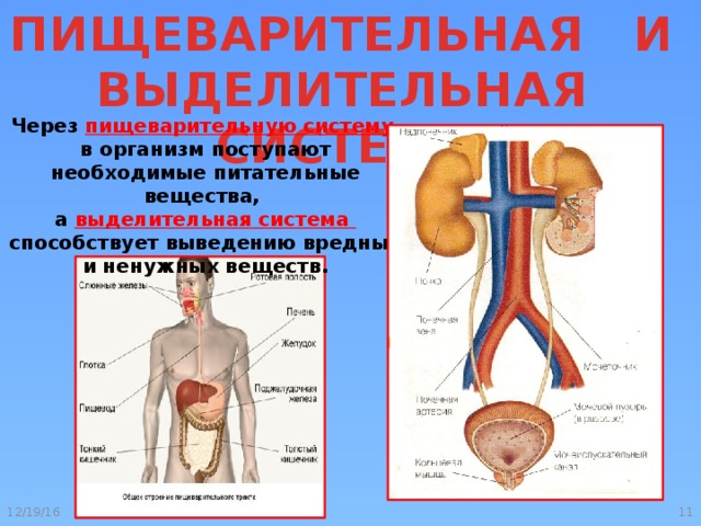 Презентация выделительная система 4 класс