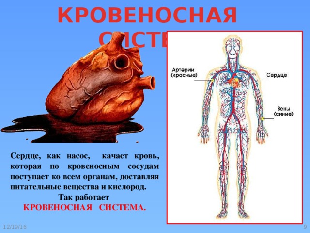 Проект о сердце