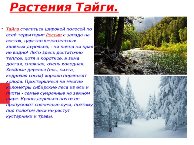 Зимняя температура в тайге. Растения тайги. Растения тайги в России. Растение тайги сообщение 4 класс. Растения тайги в России 4 класс.