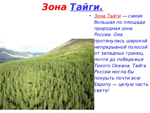 Презентация на тему природные зоны россии тайга