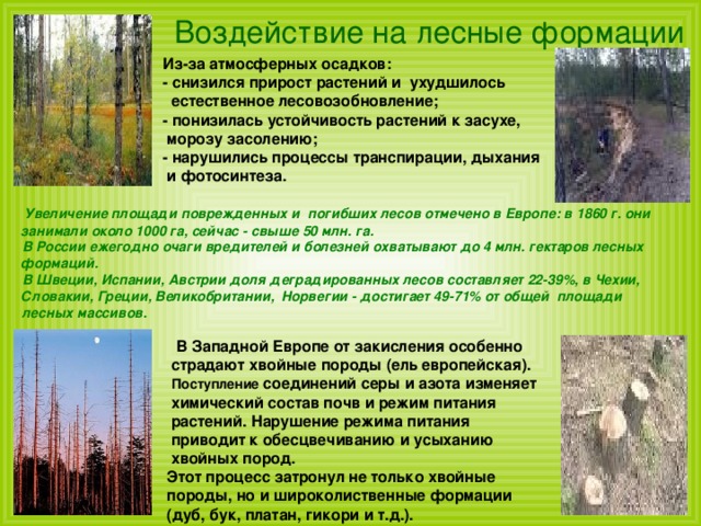  Воздействие на лесные формации  Из-за  атмосферных осадков:  - снизился прирост растений и ухудшилось  естественное лесовозобновление;  - понизилась устойчивость растений к засухе,  морозу засолению;  - нарушились процессы транспирации, дыхания  и фотосинтеза.   Увеличение площади поврежденных и погибших лесов отмечено в Европе: в 1860 г. они занимали около 1000 га, сейчас - свыше 50 млн. га.   В России ежегодно очаги вредителей и болезней охватывают до 4 млн. гектаров лесных формаций.  В Швеции, Испании, Австрии доля деградированных лесов составляет 22-39%, в Чехии, Словакии, Греции, Великобритании, Норвегии - достигает 49-71% от общей площади  лесных массивов.   В Западной Европе от закисления особенно  страдают хвойные породы (ель европейская).  Поступление соединений серы и азота изменяет  химический состав почв и режим питания  растений. Нарушение режима питания  приводит к обесцвечиванию и усыханию  хвойных пород.  Этот процесс затронул не только хвойные  породы, но и широколиственные формации  (дуб, бук, платан, гикори и т.д.). 