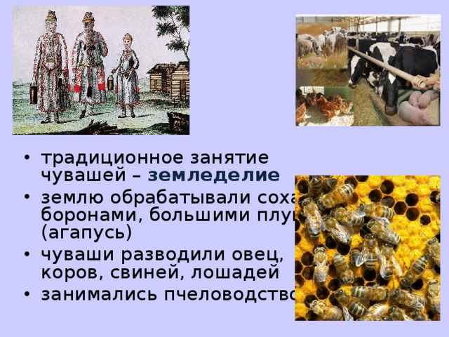 традиционное занятие чувашей – земледелие землю обрабатывали сохами, боронами, большими плугами (агапусь) чуваши разводили овец, коров, свиней, лошадей занимались пчеловодством 