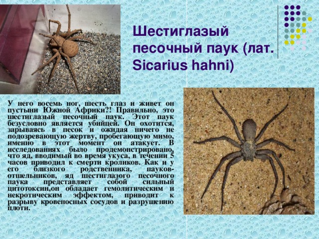 Презентация Самые опасные пауки мира