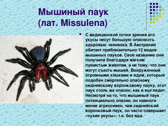 Паук на английском. Доклад о пауках. Сообщение о паукообразных. Доклад про пауков. Сообщение о пауке.