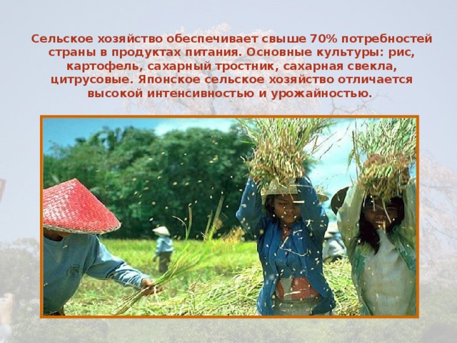 Сельское хозяйство обеспечивает свыше 70% потребностей страны в продуктах питания. Основные культуры: рис, картофель, сахарный тростник, сахарная свекла, цитрусовые. Японское сельское хозяйство отличается высокой интенсивностью и урожайностью. 