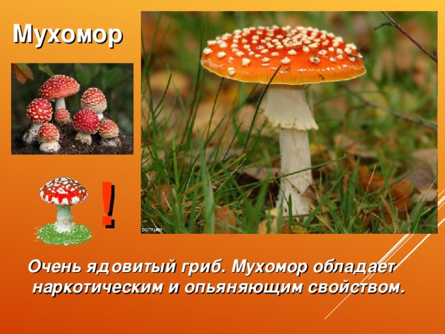 Мухомор ! Очень ядовитый гриб. Мухомор обладает  наркотическим и опьяняющим свойством.