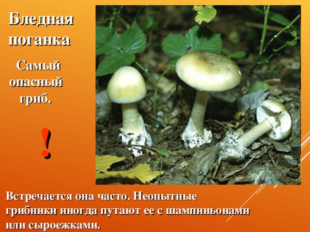 Бледная поганка  Самый  опасный  гриб. Встречается она часто. Неопытные грибники иногда путают ее с шампиньонами или сыроежками. !