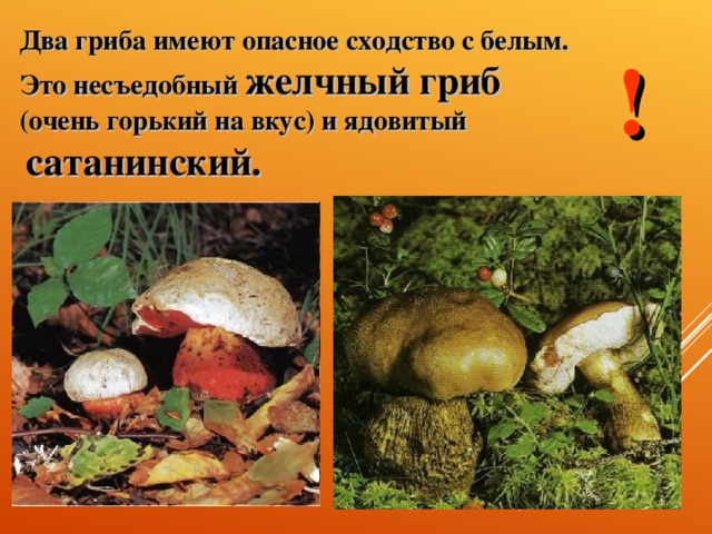 Два гриба имеют опасное сходство с белым. Это несъедобный желчный гриб  (очень горький на вкус) и ядовитый  сатанинский. !