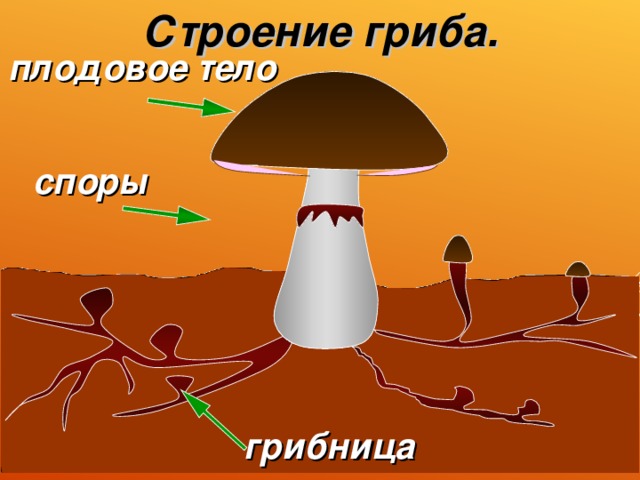 Строение гриба рисунок