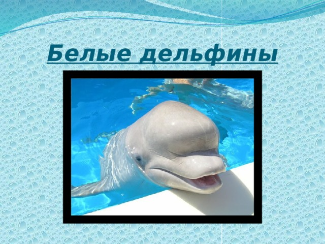 Белые дельфины