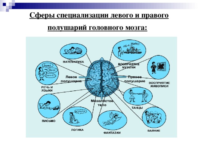 Функции левого и правого мозга. Сферы специализации левого полушария. Специализация левого и правого полушария. Специализация полушарий мозга.