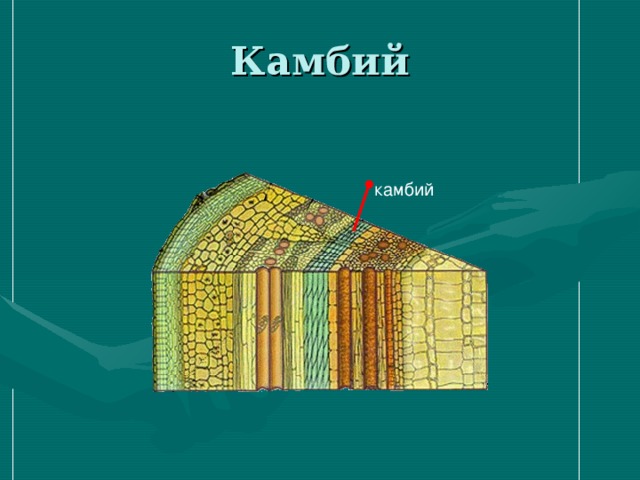 Клетки камбия. Камбий клетки камбия. Камбий под микроскопом. Клетки камбия строение. Камбий это в биологии.