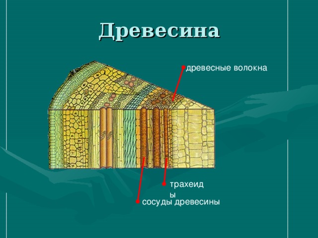 Между древесиной и лубом располагается камбий