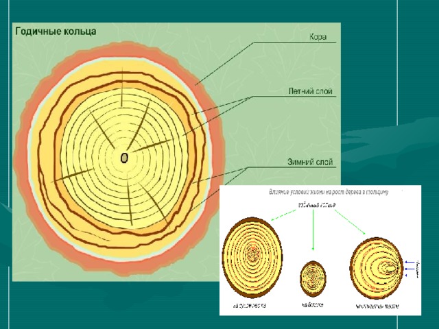 Годичные слои древесины. Годичные кольца строение. Годичные кольца представляют собой. Годичные кольца это в биологии. Образование годичных колец.