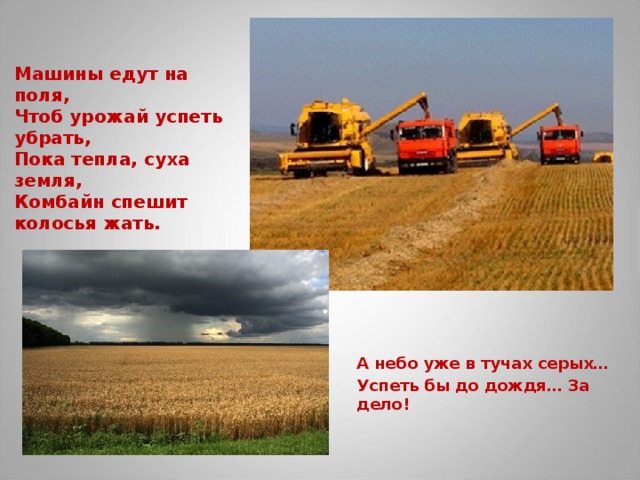 Машины едут на поля, Чтоб урожай успеть убрать, Пока тепла, суха земля, Комбайн спешит колосья жать. А небо уже в тучах серых… Успеть бы до дождя… За дело!   