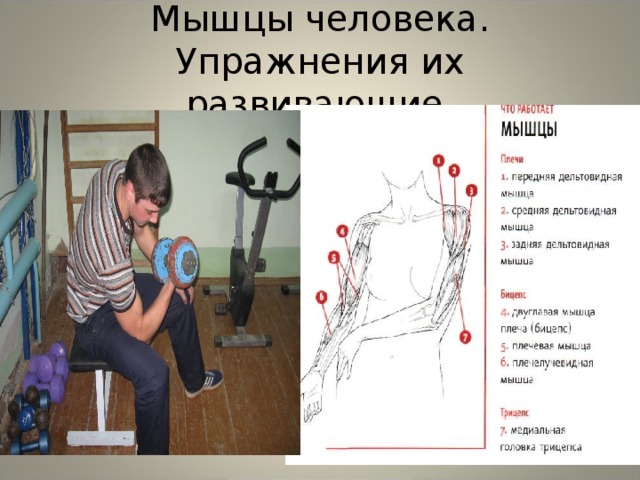 Мышцы человека. Упражнения их развивающие. 