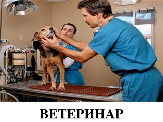 ВЕТЕРИНАР 