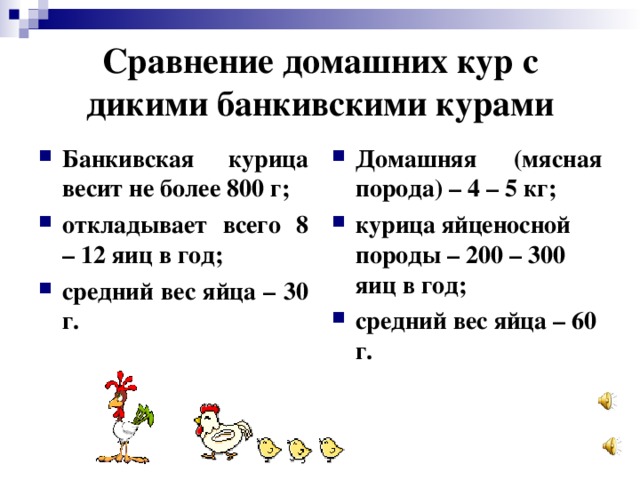 Сравнение домашних кур с дикими банкивскими курами Банкивская курица весит не более 800 г; откладывает всего 8 – 12 яиц в год; средний вес яйца – 30 г. Домашняя (мясная порода) – 4 – 5 кг; курица яйценосной породы – 200 – 300 яиц в год; средний вес яйца – 60 г.