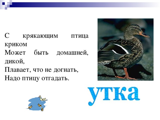 С крякающим птица криком Может быть домашней, дикой, Плавает, что не догнать, Надо птицу отгадать.