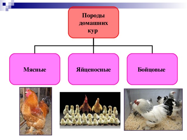 Домашние и дикие животные.Классификация. - начальные классы, презентации