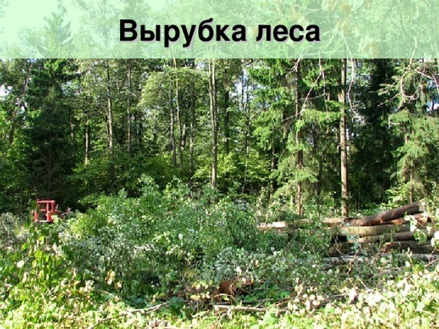 Вырубка леса 