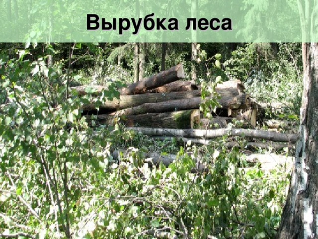 Вырубка леса 