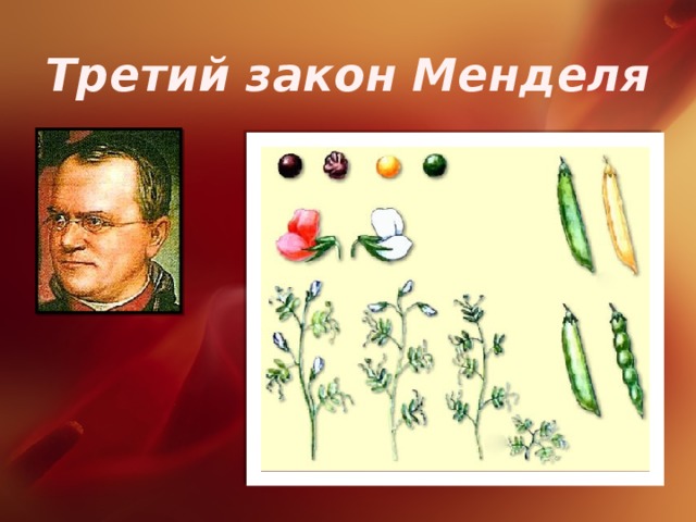 Третий закон Менделя 