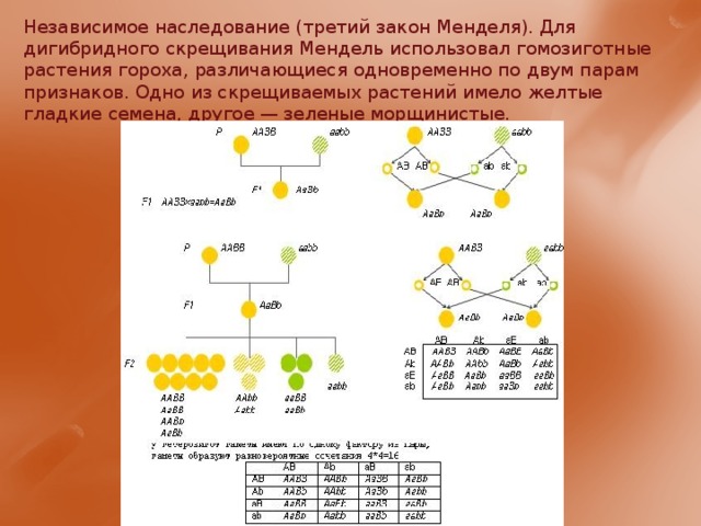 Независимое наследование (третий закон Менделя). Для дигибридного скрещивания Мендель использовал гомозиготные растения гороха, различающиеся одновременно по двум парам признаков. Одно из скрещиваемых растений имело желтые гладкие семена, другое — зеленые морщинистые. 