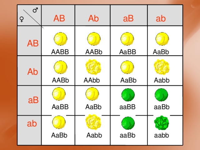  ♂ ♀  Ab AB aB ab AB AABb AaBB AaBb AABB Ab Aabb AaBb AAbb AABb aB aaBB aaBb AaBb AaBB ab AaBb Aabb aaBb aabb 
