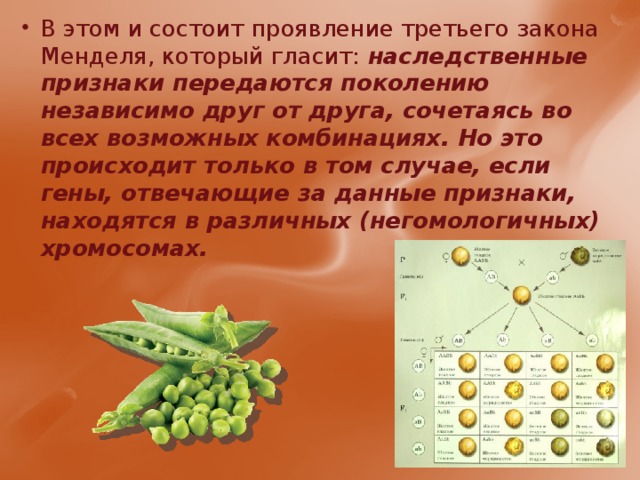 В этом и состоит проявление третьего закона Менделя, который гласит: наследственные признаки передаются поколению независимо друг от друга, сочетаясь во всех возможных комбинациях. Но это происходит только в том случае, если гены, отвечающие за данные признаки, находятся в различных (негомологичных) хромосомах. 