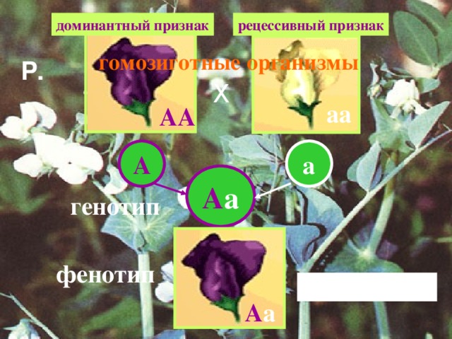 рецессивный признак доминантный признак гомозиготные организмы Р. Х аа АА А а А а генотип фенотип Единообразие F 1 А а 