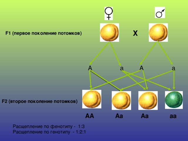 Х F1 (первое поколение потомков)  А а А а F 2 (второе поколение потомков) АА Аа Аа аа Расщепление по фенотипу - 1:3 Расщепление по генотипу - 1:2:1 