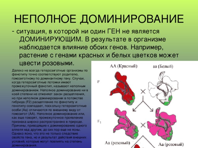НЕПОЛНОЕ ДОМИНИРОВАНИЕ - ситуация, в которой ни один ГЕН не является ДОМИНИРУЮЩИМ. В результате в организме наблюдается влияние обоих генов. Например, растение с генами красных и белых цветков может цвести розовыми. Далеко не всегда гетерозиготные организмы по фенотипу точно соответствуют родителю, гомозиготному по доминантному гену. Случаи, когда гетерозиготные потомки имеют промежуточный фенотип, называют неполным доминированием. Неполное доминирование ни в коей степени не отменяет закон расщепления, но при неполном доминировании в потомстве гибрида (F2) расщепление по фенотипу и генотипу совпадает, поскольку гетерозиготные особи (Аа) отличаются по внешнему виду от гомозигот (АА). Неполное доминирование или, как еще говорят, промежуточное проявление признака широко распространено в природе. Причины, приводящие к доминированию одного аллеля над другим, до сих пор еще не ясны. Однако ясно, что это не только следствие свойств гена, но и результат действия внешних условий, которые могут повлиять на степень доминирования. 