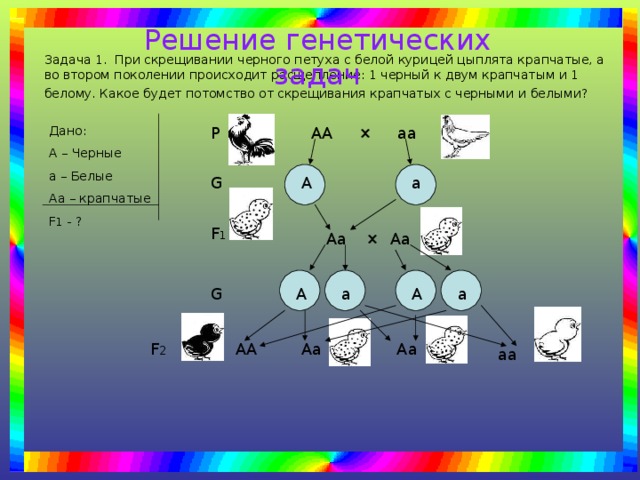Решение генетических задач Задача 1. При скрещивании черного петуха с белой курицей цыплята крапчатые, а во втором поколении происходит расщепление: 1 черный к двум крапчатым и 1 белому. Какое будет потомство от скрещивания крапчатых с черными и белыми?  АА × аа Р Дано: А – Черные а – Белые Аа – крапчатые F 1 - ? А G а F 1 × Аа Аа а А а А G Аа Аа АА F 2 аа 