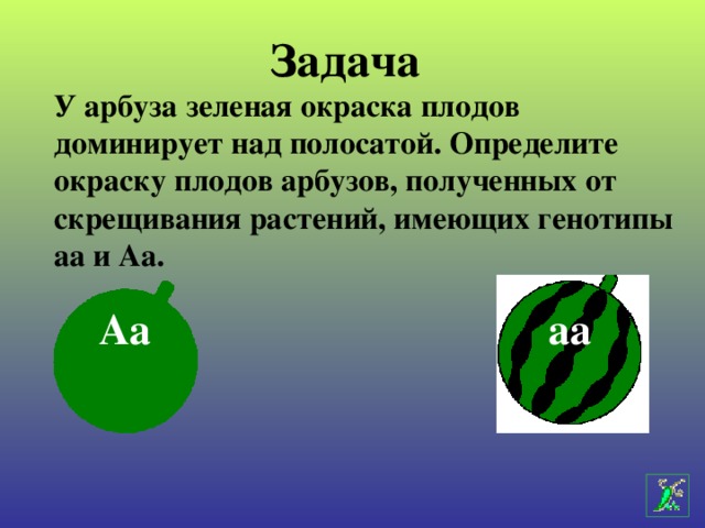 Задача У арбуза зеленая окраска плодов доминирует над полосатой. Определите окраску плодов арбузов, полученных от скрещивания растений, имеющих генотипы аа и Аа. Аа аа 