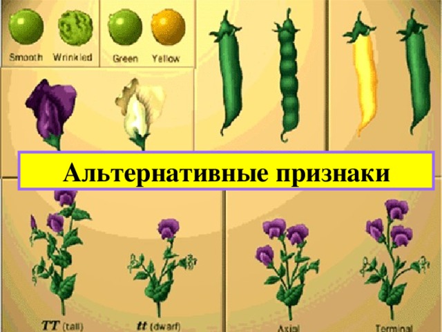 Альтернативные признаки 