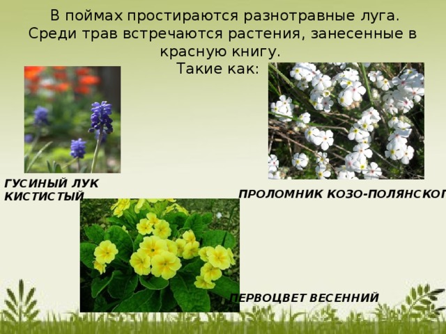 Красная книга республики беларусь растения фото и описание