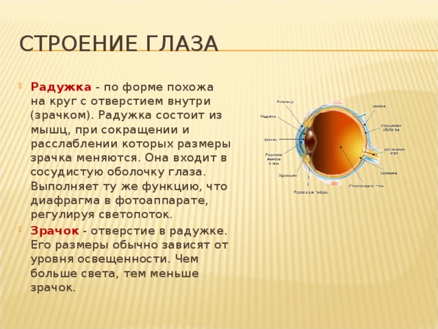 Строение глаза Радужка - по форме похожа на круг с отверстием внутри (зрачком). Радужка состоит из мышц, при сокращении и расслаблении которых размеры зрачка меняются. Она входит в сосудистую оболочку глаза.  Выполняет ту же функцию, что диафрагма в фотоаппарате, регулируя светопоток. Зрачок  - отверстие в радужке. Его размеры обычно зависят от уровня освещенности. Чем больше света, тем меньше зрачок. 