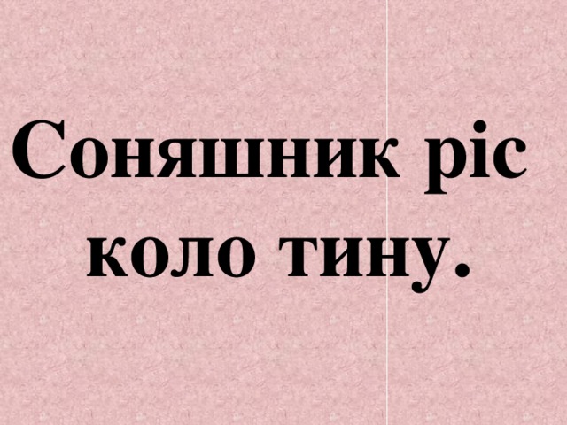 Соняшник ріс коло тину. 