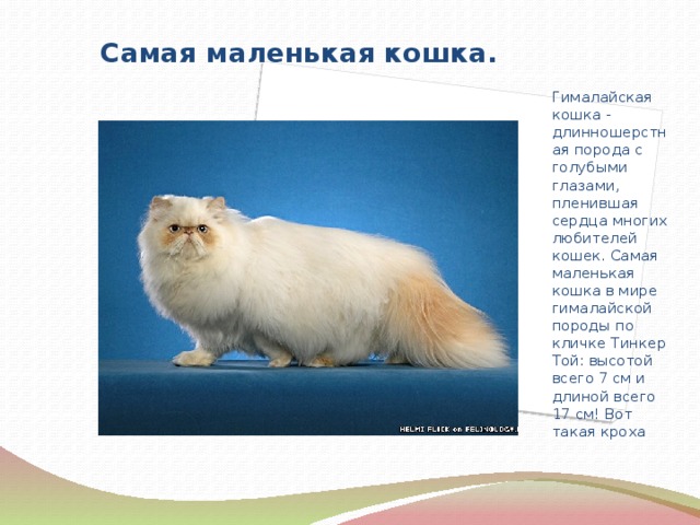  Самая маленькая кошка. Гималайская кошка - длинношерстная порода с голубыми глазами, пленившая сердца многих любителей кошек. Самая маленькая кошка в мире гималайской породы по кличке Тинкер Той: высотой всего 7 см и длиной всего 17 см! Вот такая кроха 