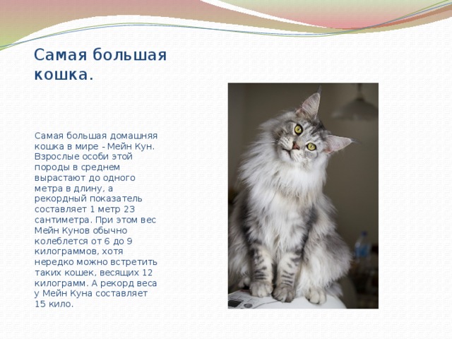 Самая большая кошка. Самая большая домашняя кошка в мире - Мейн Кун. Взрослые особи этой породы в среднем вырастают до одного метра в длину, а рекордный показатель составляет 1 метр 23 сантиметра. При этом вес Мейн Кунов обычно колеблется от 6 до 9 килограммов, хотя нередко можно встретить таких кошек, весящих 12 килограмм. А рекорд веса у Мейн Куна составляет 15 кило. 