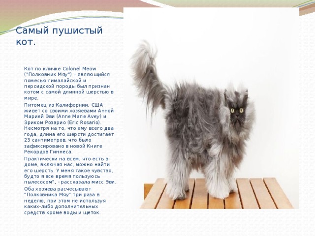 Самый пушистый кот. Кот по кличке Colonel Meow (
