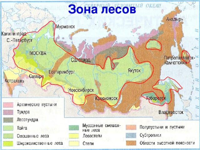 Самая маленькая по территории природная зона россии