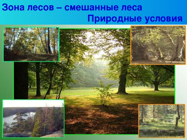 Зона лесов 4 класс. Природные условия леса. Природные условия Лесной зоны. Природные условия смешанных лесов. Смешанный лес природные условия.