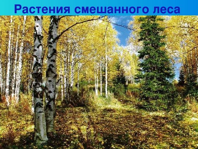 Растения смешанного леса ель сосна лиственница пихта кедр 9