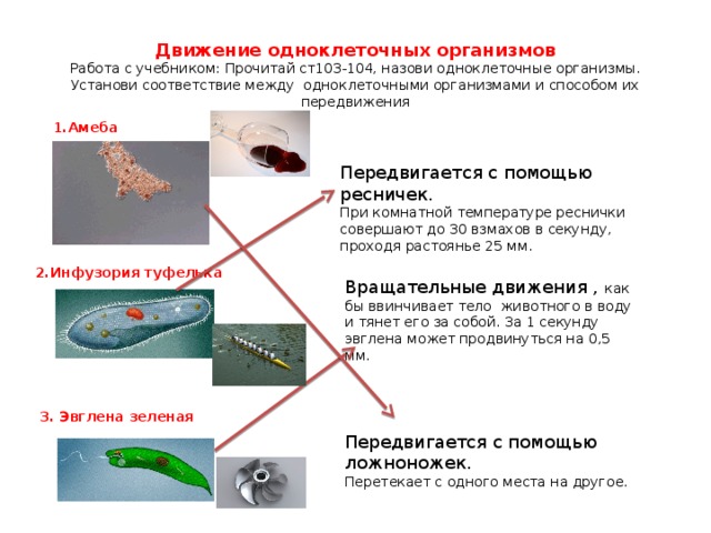 Установите взаимосвязь строения