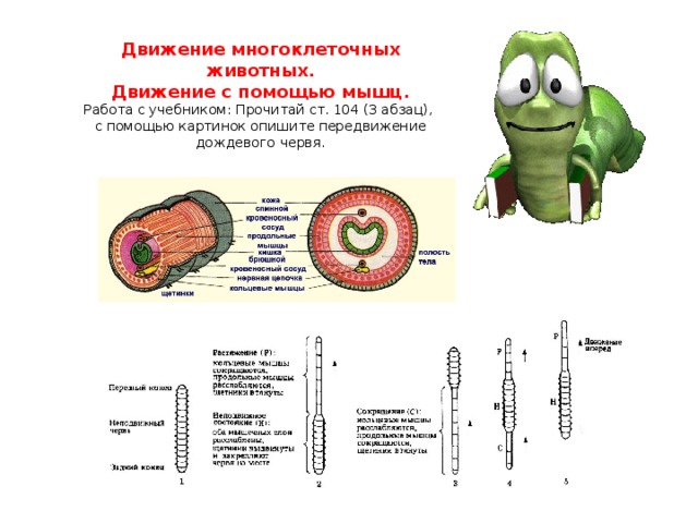 Рассмотрите рисунок и опишите особенности передвижения дождевого червя биология 6 класс