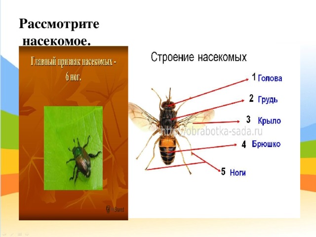 Рассмотрите насекомое. 