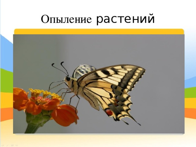 Опыление растений 